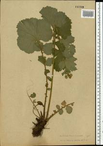 Geum macrophyllum Willd., Eastern Europe, North-Western region (E2) (Russia)