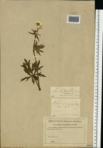 Ranunculus polyanthemos L., Eastern Europe, Central region (E4) (Russia)