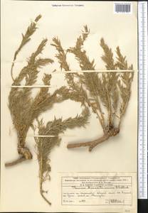 Chrysothesium minkwitzianum (B. Fedtsch.) R. Hendrych, Middle Asia, Western Tian Shan & Karatau (M3) (Kazakhstan)
