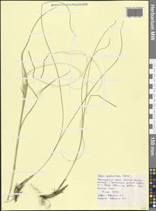 Stipa pulcherrima K.Koch, Caucasus, Black Sea Shore (from Novorossiysk to Adler) (K3) (Russia)