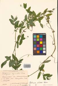 Lathyrus palustris subsp. palustris, Siberia, Russian Far East (S6) (Russia)