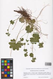 Alchemilla micans Buser, Eastern Europe, Moscow region (E4a) (Russia)