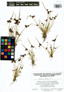 Cyperus fuscus L., Siberia, Baikal & Transbaikal region (S4) (Russia)