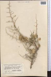 Zygophyllum xanthoxylum (Bunge) Maxim., Middle Asia, Pamir & Pamiro-Alai (M2) (Uzbekistan)
