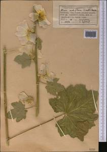 Alcea nudiflora (Lindl.) Boiss., Middle Asia, Northern & Central Tian Shan (M4) (Kazakhstan)