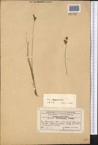 Juncus salsuginosus Turcz. ex E.Mey., Middle Asia, Western Tian Shan & Karatau (M3) (Kazakhstan)
