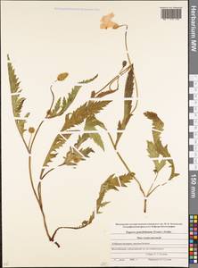 Papaver orientale var. paucifoliatum Trautv., Caucasus, Stavropol Krai, Karachay-Cherkessia & Kabardino-Balkaria (K1b) (Russia)