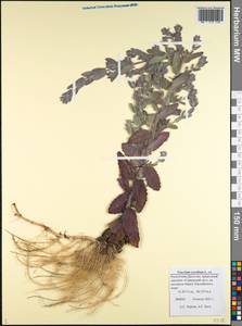 Teucrium scordium L., Caucasus, Dagestan (K2) (Russia)