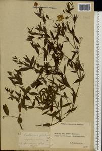 Lathyrus pratensis L., Eastern Europe, Rostov Oblast (E12a) (Russia)