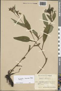 Symphytum tanaicense Steven, Eastern Europe, Eastern region (E10) (Russia)