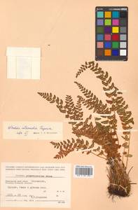 Woodsia subintermedia Tzvelev, Siberia, Russian Far East (S6) (Russia)