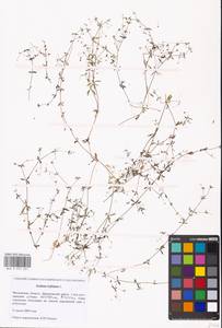 Galium trifidum L., Eastern Europe, Moscow region (E4a) (Russia)