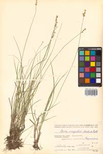 Carex echinata Murray, Siberia, Chukotka & Kamchatka (S7) (Russia)