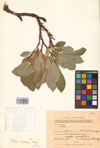 Salix arctica Pall., Siberia, Chukotka & Kamchatka (S7) (Russia)