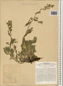 Onosma sericea Willd., Caucasus, Azerbaijan (K6) (Azerbaijan)