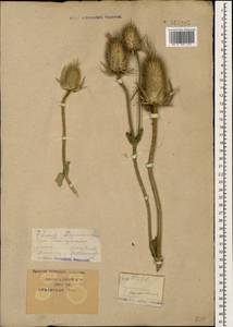 Dipsacus laciniatus L., Caucasus, Krasnodar Krai & Adygea (K1a) (Russia)