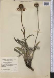 Echinacea angustifolia DC., America (AMER) (United States)