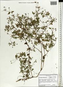 Geranium sibiricum L., Eastern Europe, Northern region (E1) (Russia)