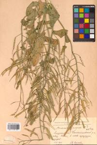 Brassica napus L., Siberia, Russian Far East (S6) (Russia)