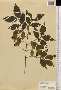 Lonicera maackii (Rupr.) Maxim., Siberia, Russian Far East (S6) (Russia)
