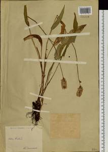 Bistorta officinalis subsp. officinalis, Siberia, Western (Kazakhstan) Altai Mountains (S2a) (Kazakhstan)