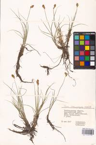 Carex stenophylla Wahlenb., Eastern Europe, Lower Volga region (E9) (Russia)