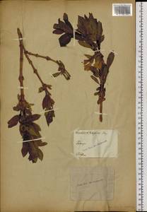 Lonicera hispida Pall. ex Roem. & Schult., Siberia, Altai & Sayany Mountains (S2) (Russia)