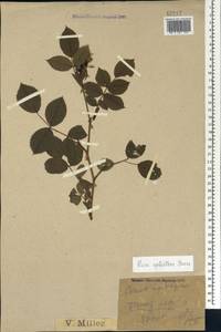 Rosa oxyodon Boiss., Caucasus, Krasnodar Krai & Adygea (K1a) (Russia)