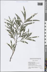 Salix viminalis L., Eastern Europe, Central region (E4) (Russia)