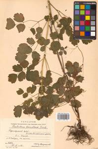 Thalictrum baicalense Turcz. ex Ledeb., Siberia, Russian Far East (S6) (Russia)