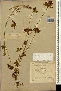 Trifolium ochroleucon subsp. ochroleucon, Caucasus, Black Sea Shore (from Novorossiysk to Adler) (K3) (Russia)