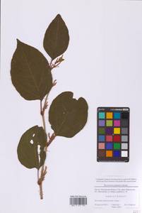 Reynoutria japonica Houtt., Eastern Europe, Moscow region (E4a) (Russia)