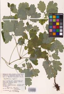 Chelidonium majus L., Eastern Europe, Lower Volga region (E9) (Russia)