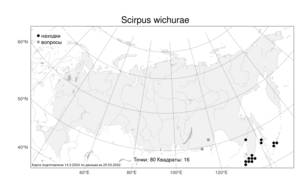 Scirpus wichurae Boeckeler, Atlas of the Russian Flora (FLORUS) (Russia)