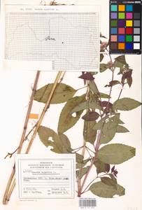 MHA 0 157 892, Mentha aquatica L., Eastern Europe, Latvia (E2b) (Latvia)