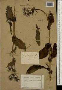 Sonchus asper (L.) Hill, Eastern Europe, Central forest-and-steppe region (E6) (Russia)