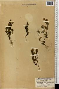 Gentianella caucasea (Loddiges ex Sims) J. Holub, Caucasus, Dagestan (K2) (Russia)