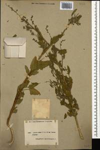 Chenopodium album L., Caucasus, Armenia (K5) (Armenia)