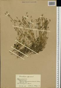 Cerastium alpinum L., Eastern Europe, Northern region (E1) (Russia)