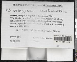 Distichium inclinatum (Hedw.) Bruch & Schimp., Bryophytes, Bryophytes - Baikal & Transbaikal regions (B18) (Russia)