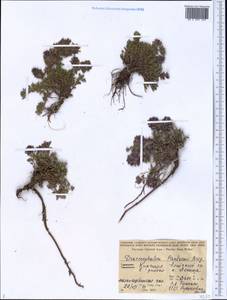 Dracocephalum paulsenii Briq., Middle Asia, Pamir & Pamiro-Alai (M2) (Kyrgyzstan)