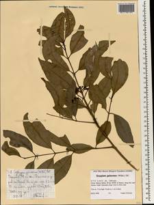 Syzygium guineense (Willd.) DC., Africa (AFR) (Ethiopia)