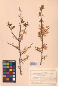 Prunus spinosa L., Eastern Europe, Central forest-and-steppe region (E6) (Russia)