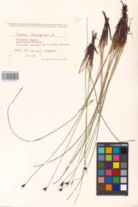 Schoenus ferrugineus L., Eastern Europe, North-Western region (E2) (Russia)