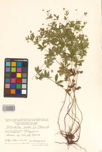 Potentilla erecta (L.) Raeusch., Eastern Europe, Central region (E4) (Russia)