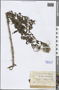 Epilobium hirsutum L., Eastern Europe, Moscow region (E4a) (Russia)