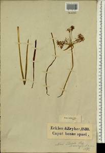 Nerine undulata (L.) Herb., Africa (AFR) (South Africa)