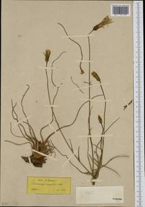 Pseudopodospermum crocifolium (Sibth. & Sm.) Zaika, Sukhor. & N. Kilian, Western Europe (EUR) (Greece)