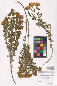 Chamaecytisus austriacus (L.) Link, Eastern Europe, North Ukrainian region (E11) (Ukraine)