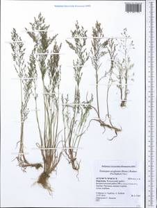 Eremopoa altaica (Trin.) Roshev., Middle Asia, Western Tian Shan & Karatau (M3) (Kyrgyzstan)